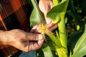 Agriculture and Innovation