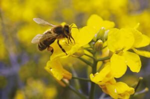 Agriculture and Innovation