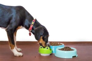 Pet food Pet food